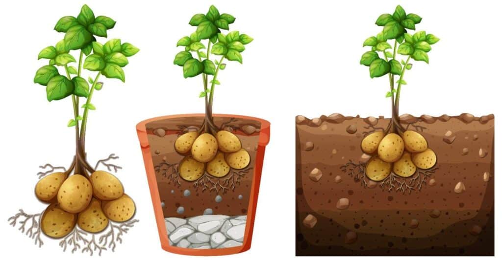 Plant Seed Potatoes