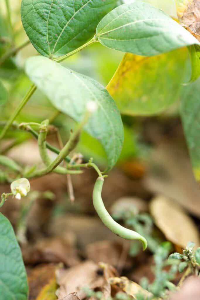 Growing Black Beans