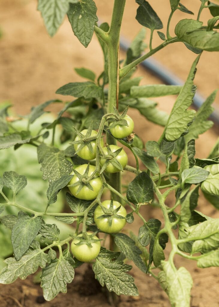 How to Grow Tomatoes