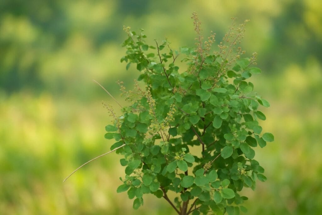 Guide to Growing a Thriving Tulsi Plant
