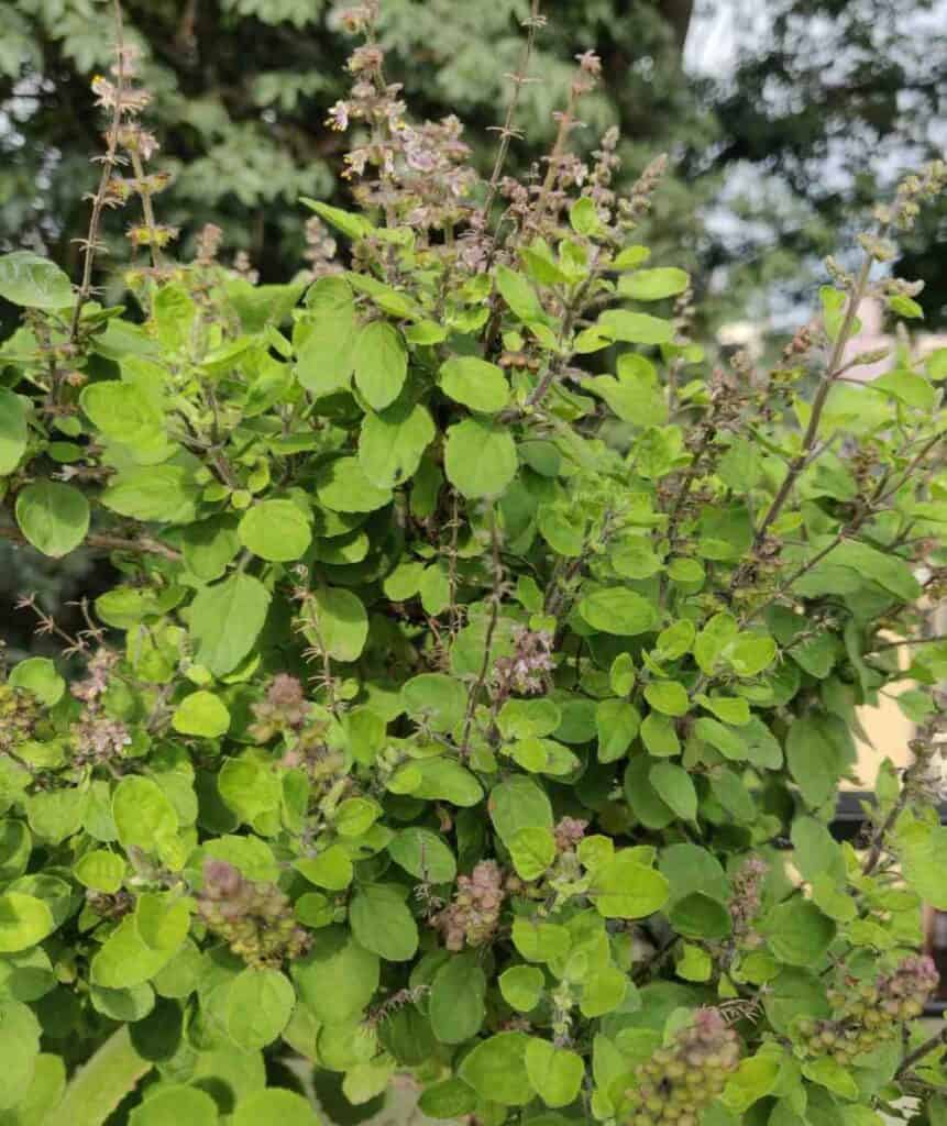 Guide to Growing a Tulsi Plant