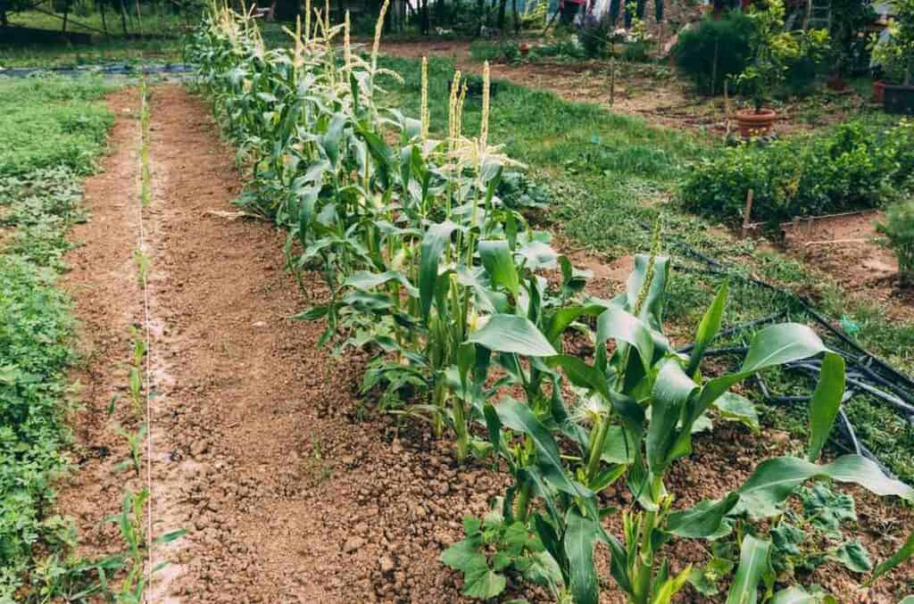 Growing corn