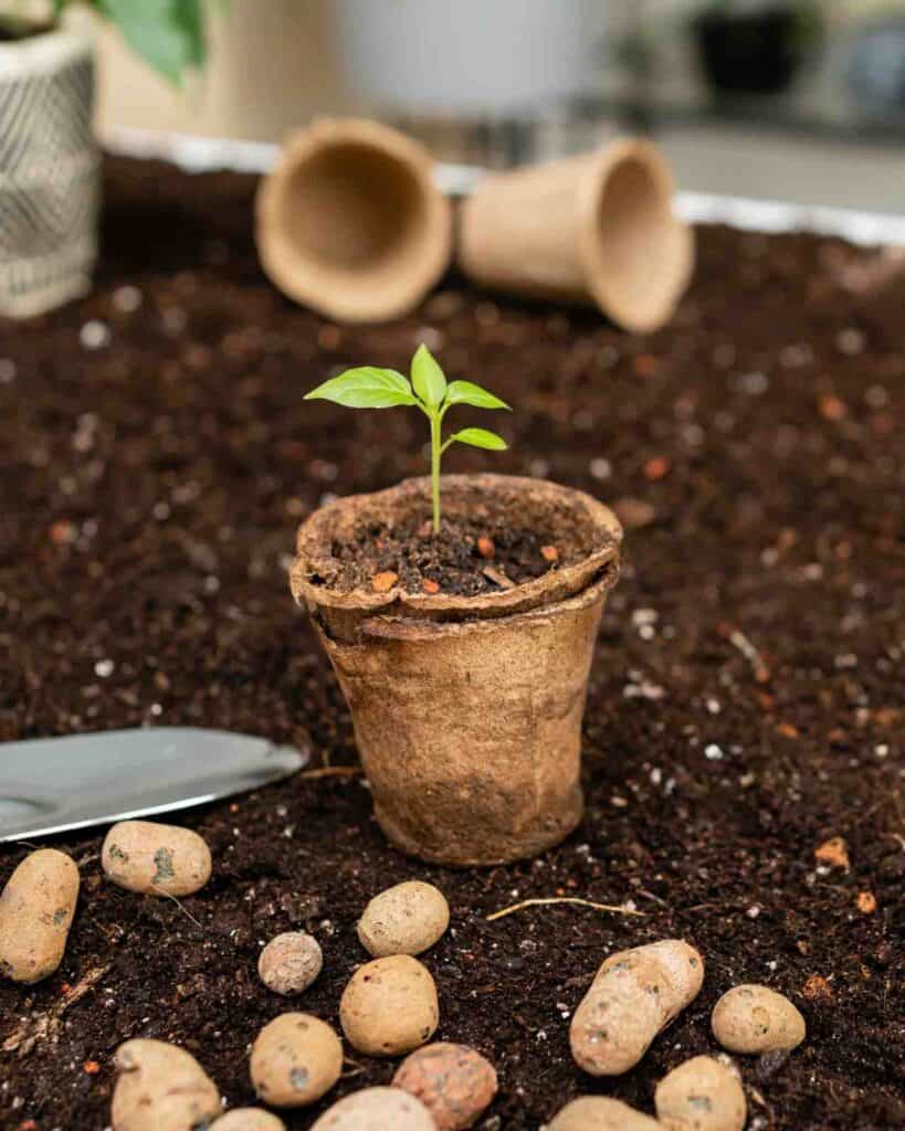how to Plant Seed Potatoes