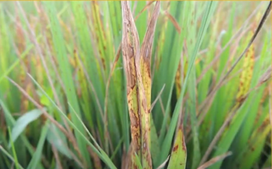 Rice blast