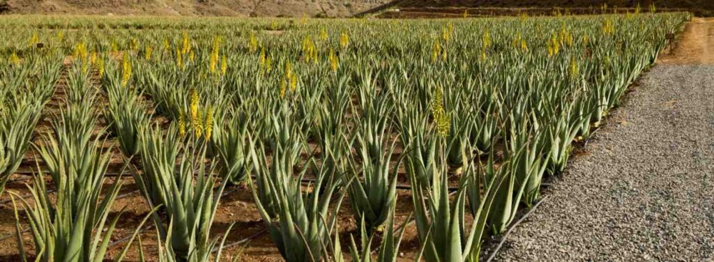 Aloe Vera cultivation