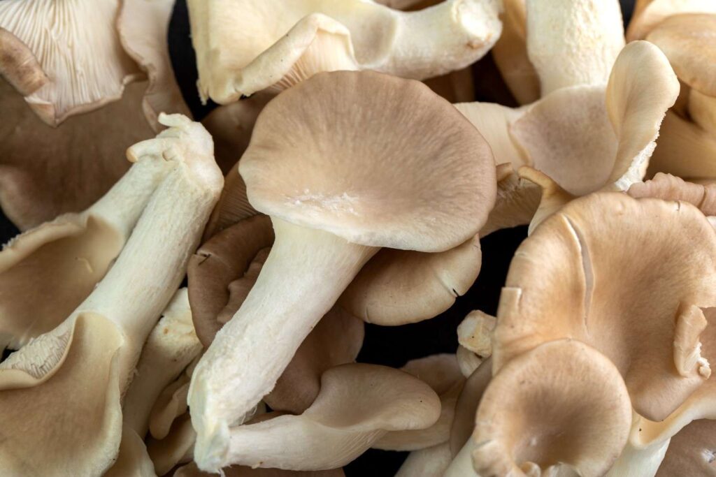 Oyster Mushrooms