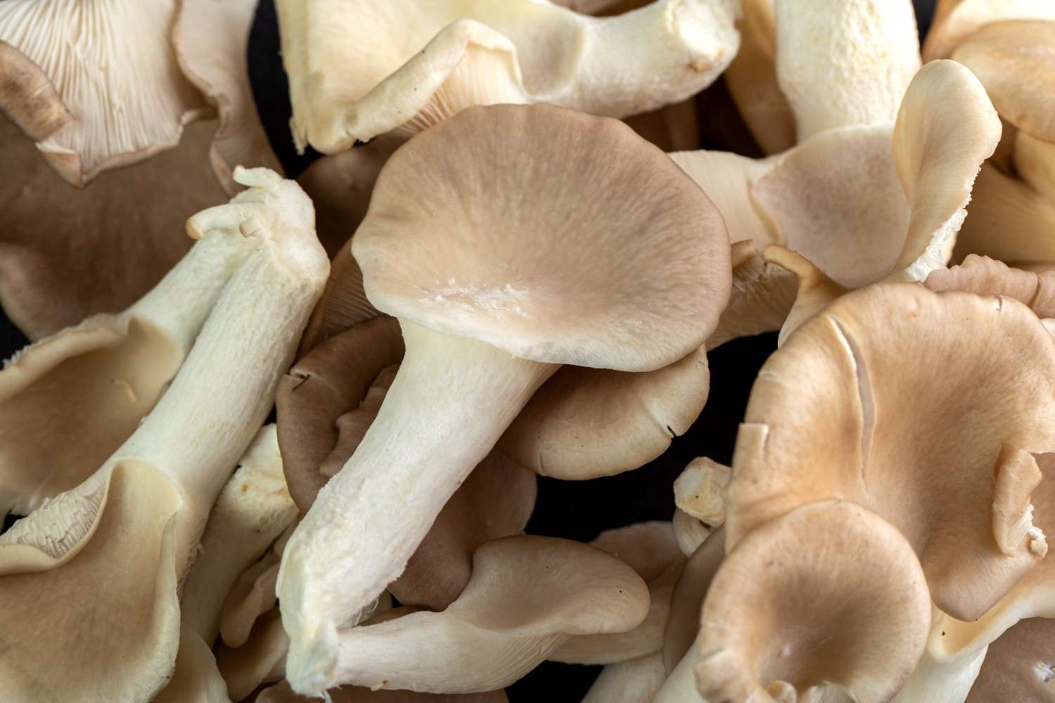 Oyster Mushrooms