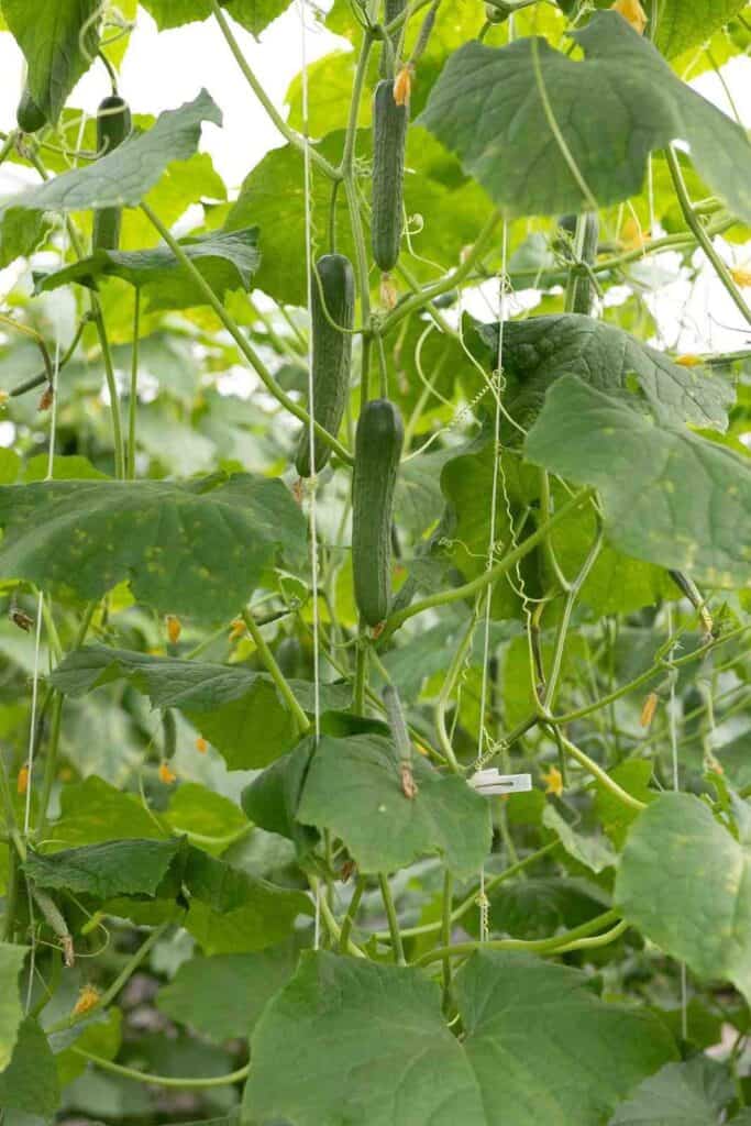 How to grow cucumbers in a container garden