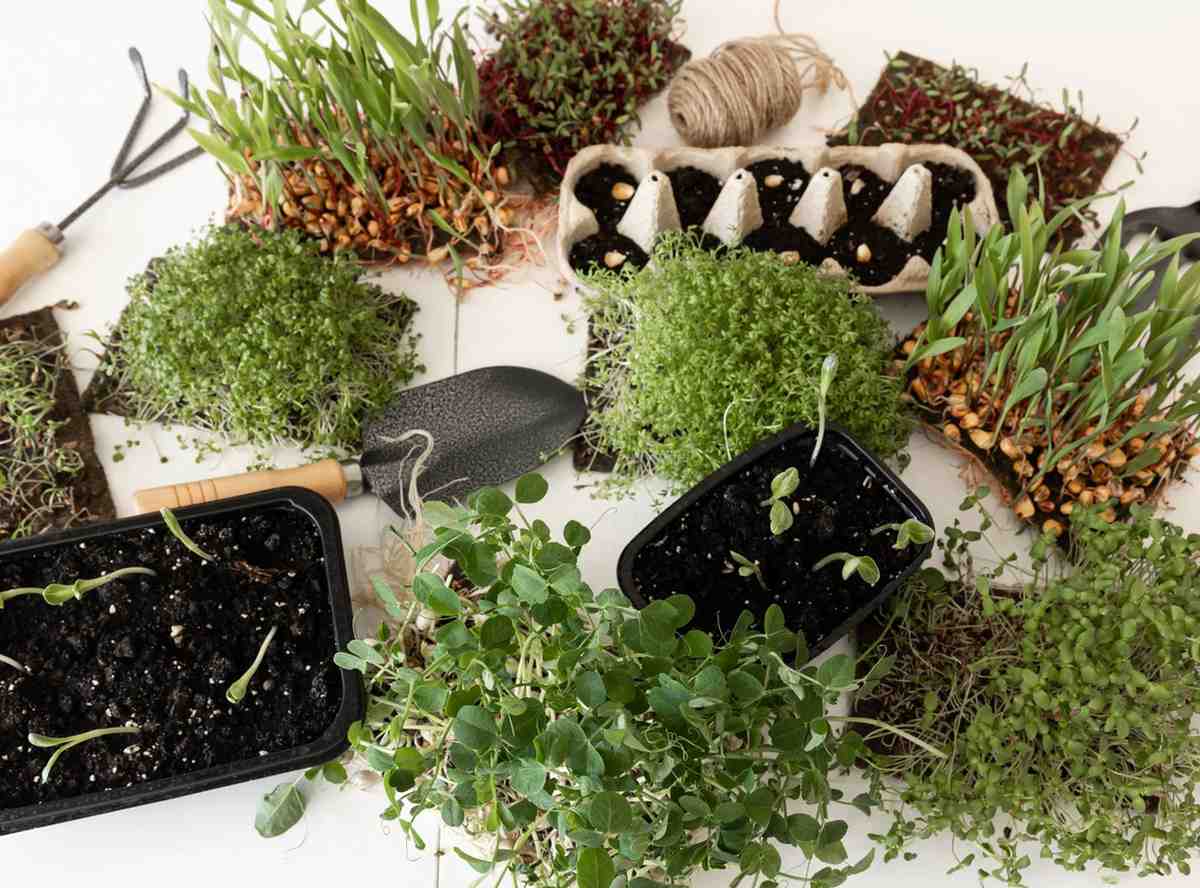 Top 10 Microgreens to Grow in Containers for Fresh Flavor