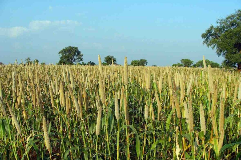 bajra cultivation