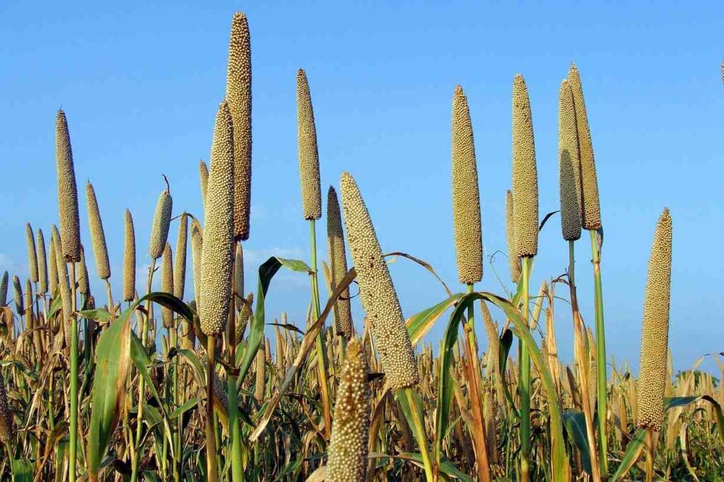 Bajra Cultivation