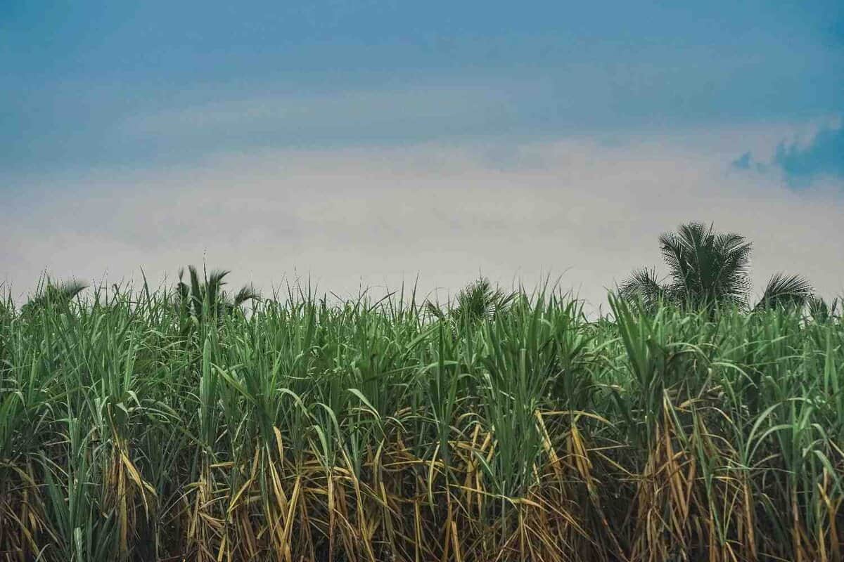 Sugarcane Farming in India