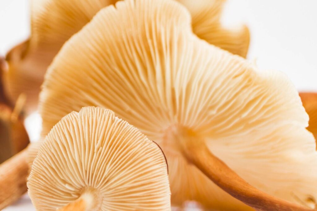 golden oyster mushroom (Pleurotus citrinopileatus)