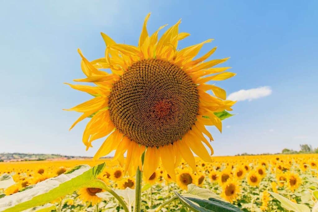 How to Grow Sunflowers