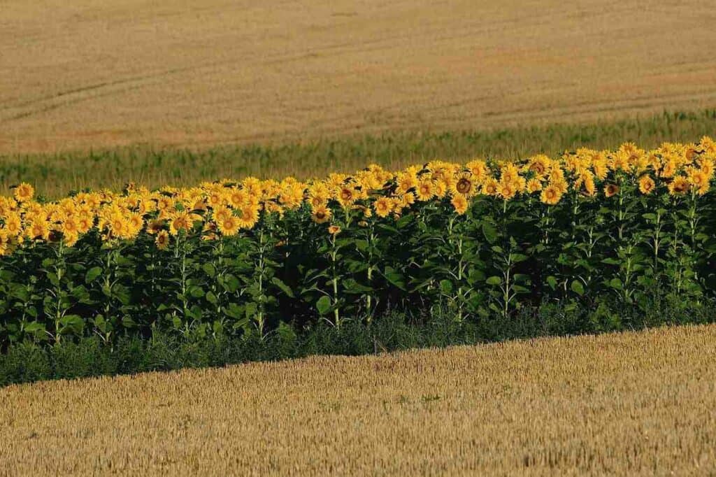 How to Grow Sunflowers