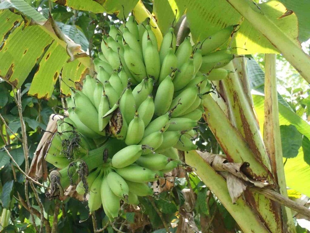 Banana Cultivation in India
