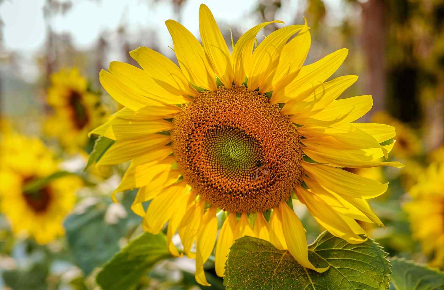 Growing Sunflowers