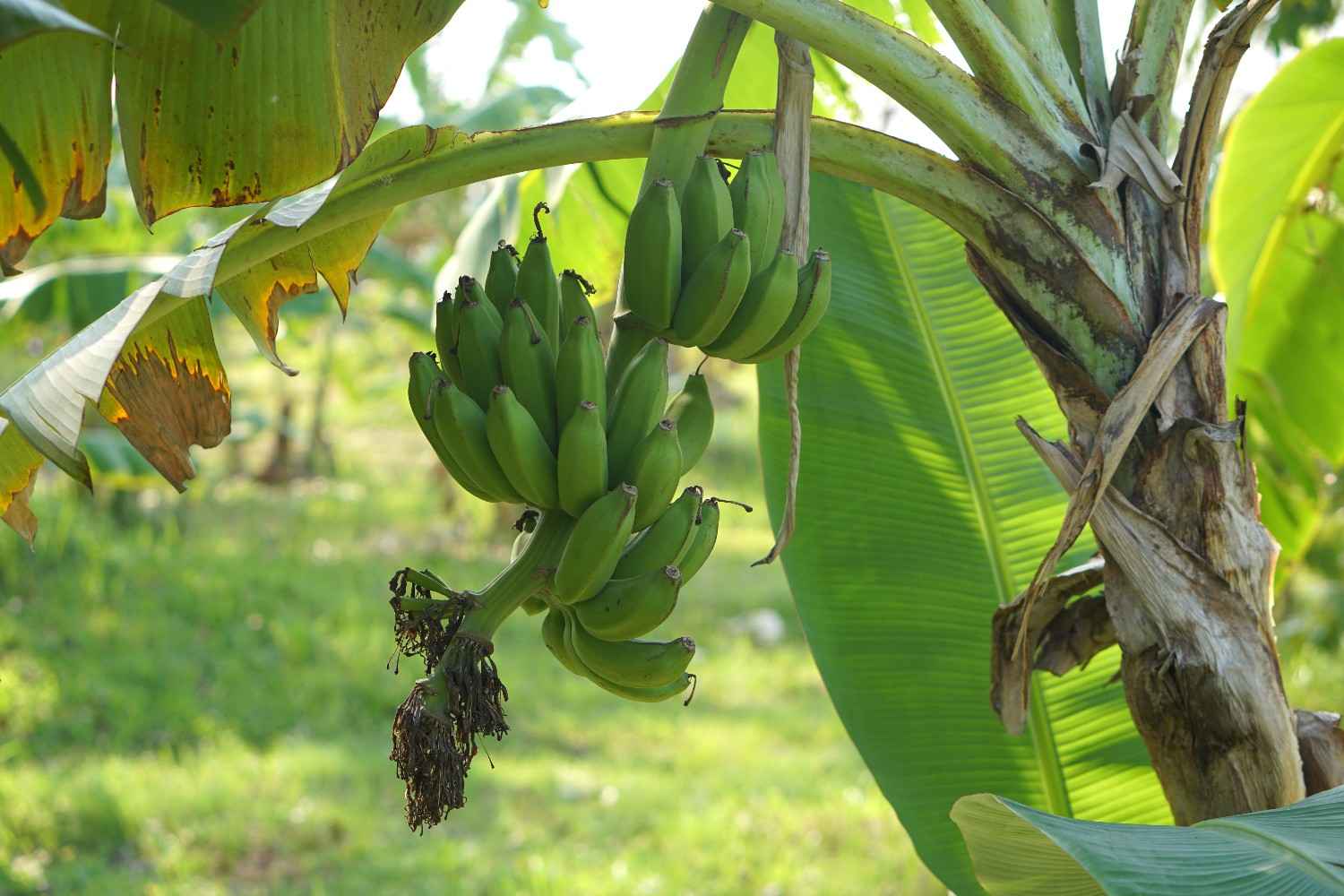 Banana Cultivation in India
