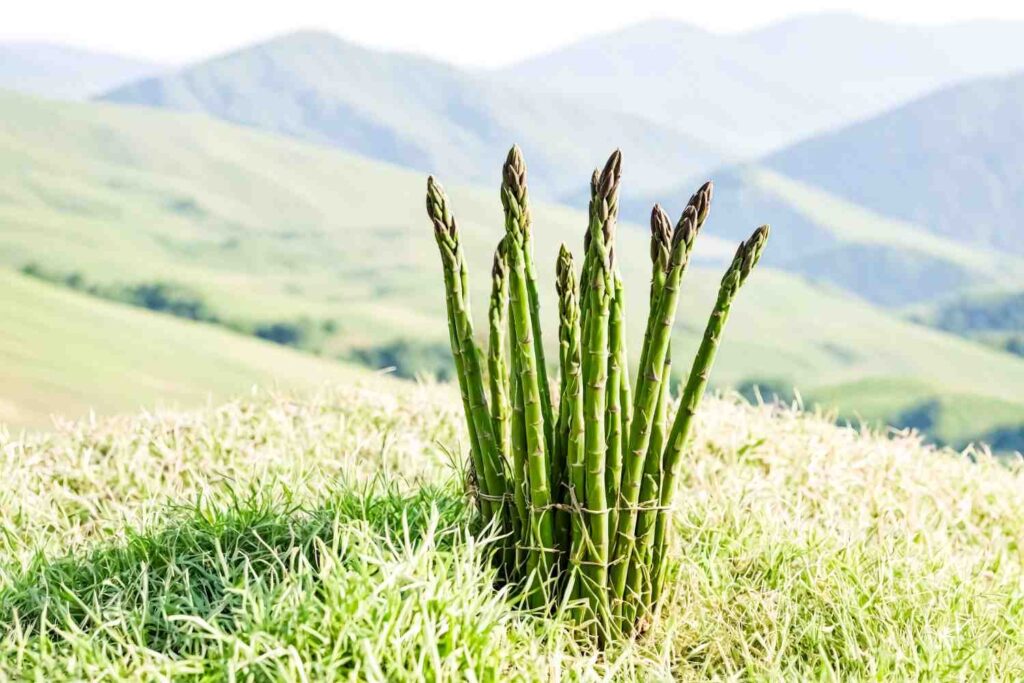 Master the Art of Growing Asparagus in Your Garden