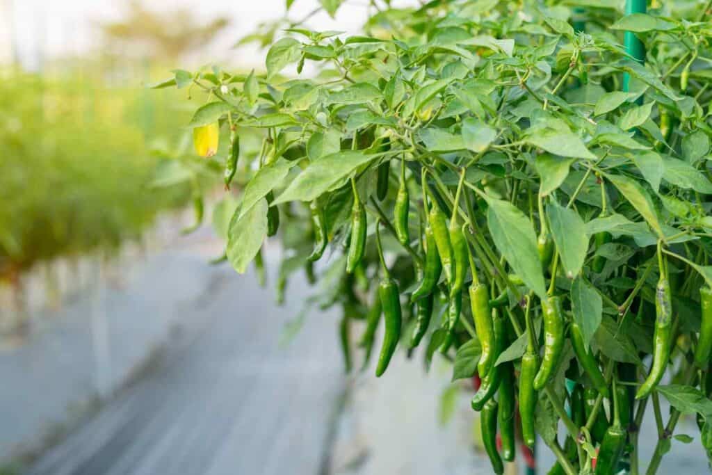 Chilli cultivation