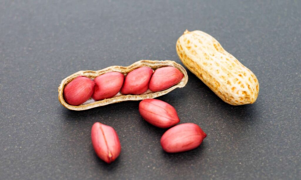 The Ultimate Guide to Growing and Caring for Peanut Plants