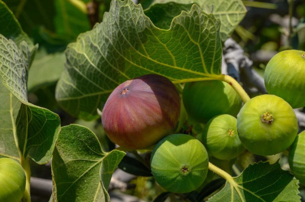 Fig Cultivation in India
