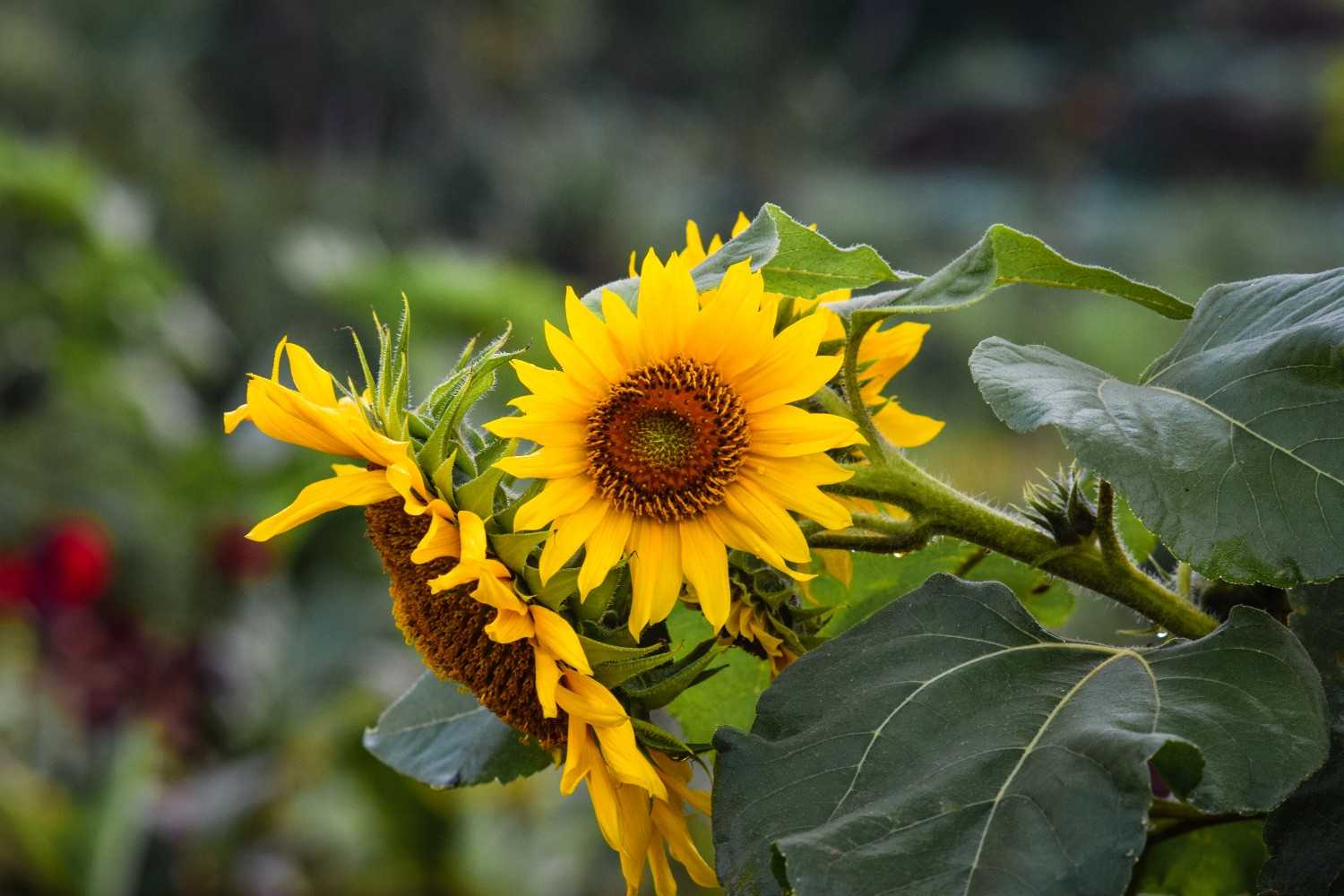 Growing Sunflowers