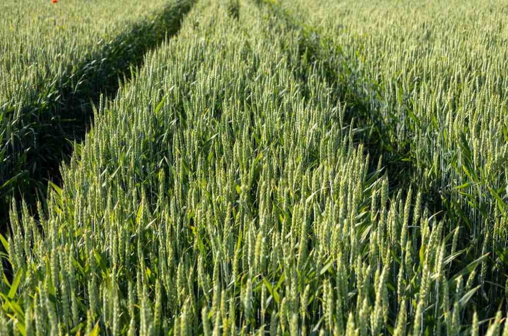 Wheat Crop Cultivation
