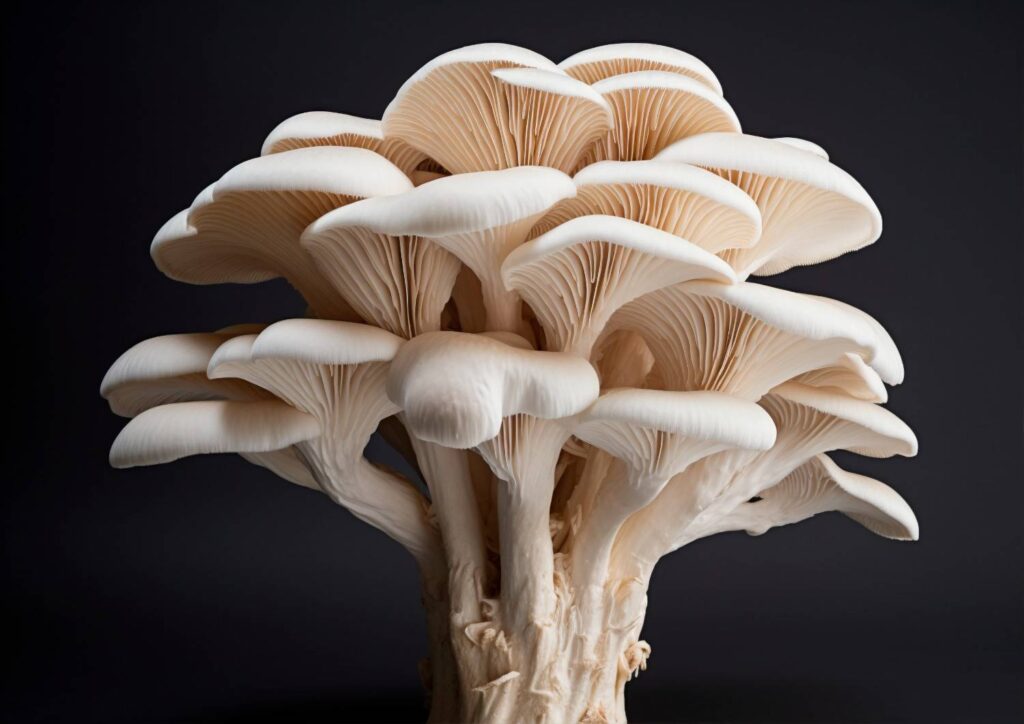 Oyster mushroom