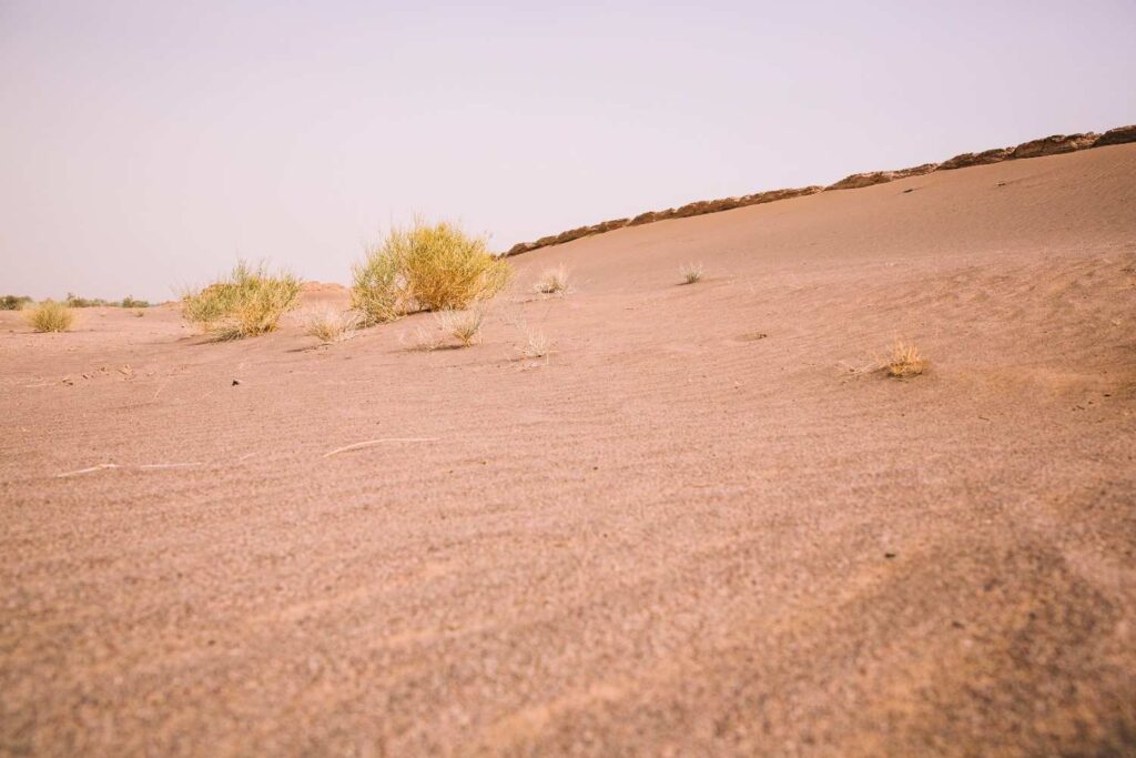 Types of Soils in India: Their Vital Role in Our Economy