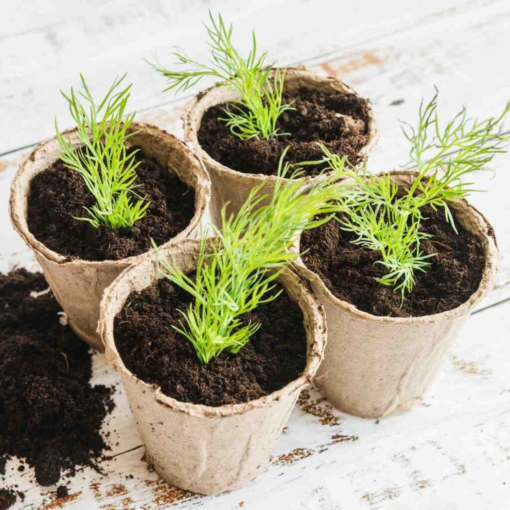 Can You Use Topsoil in Pots?