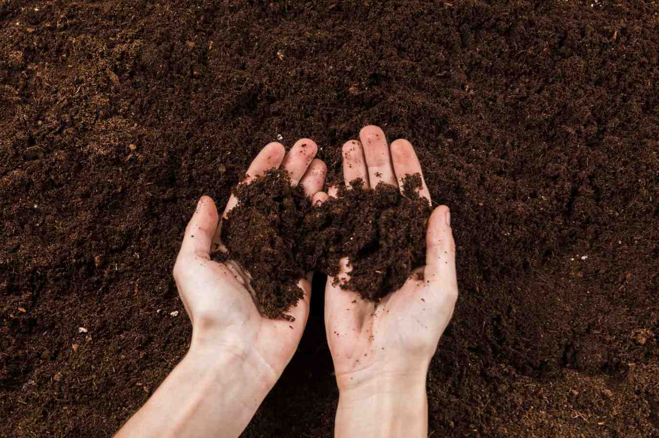 The Ultimate Guide to Taking a Soil Test for Your Garden