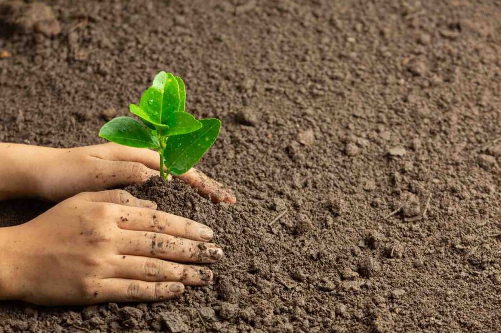 Soil Fertility in Agriculture: The Key to Thriving Crops