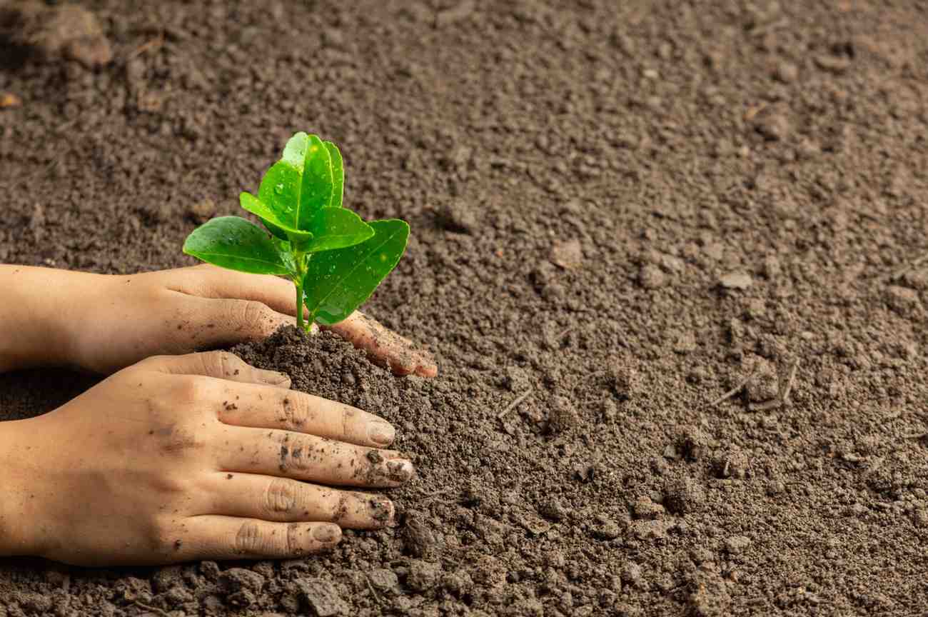 Soil Fertility in Agriculture: The Key to Thriving Crops