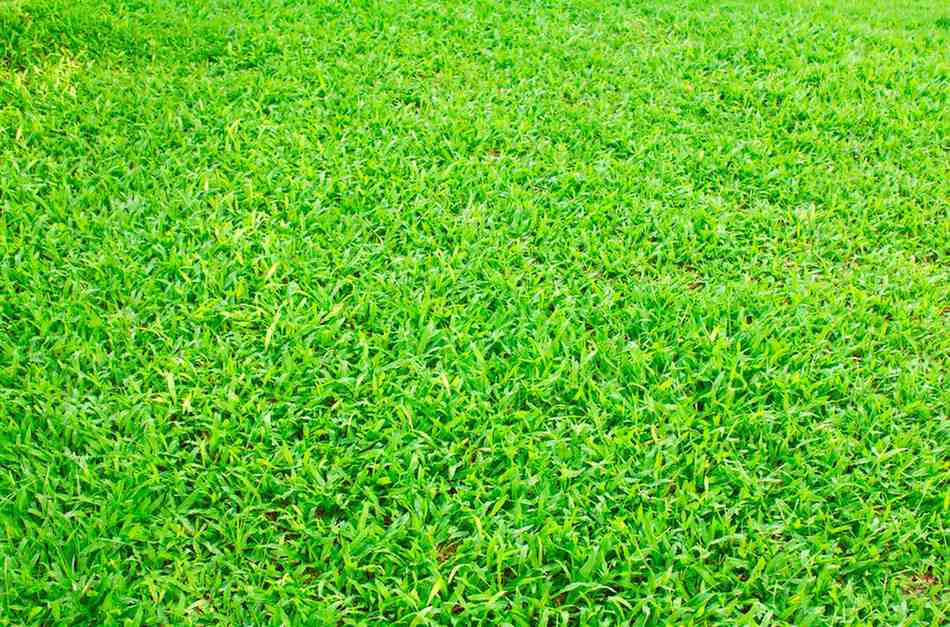 The Ultimate Guide to Planting Bermuda Grass Lawn: Grow Lush, Green Grass Fast!
