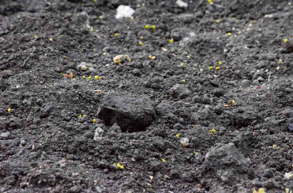 5 Pro Tips to Enhance Soil Health and Nurture the Rhizosphere