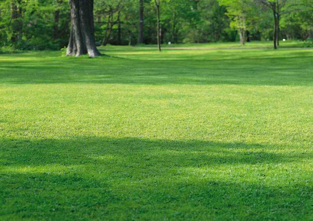 The Ultimate Guide to Planting Bermuda Grass Lawn: Grow Lush, Green Grass Fast!