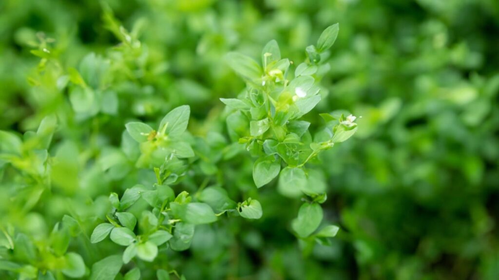 What Weeds Reveal About Soil Health: Key Insights for Gardeners