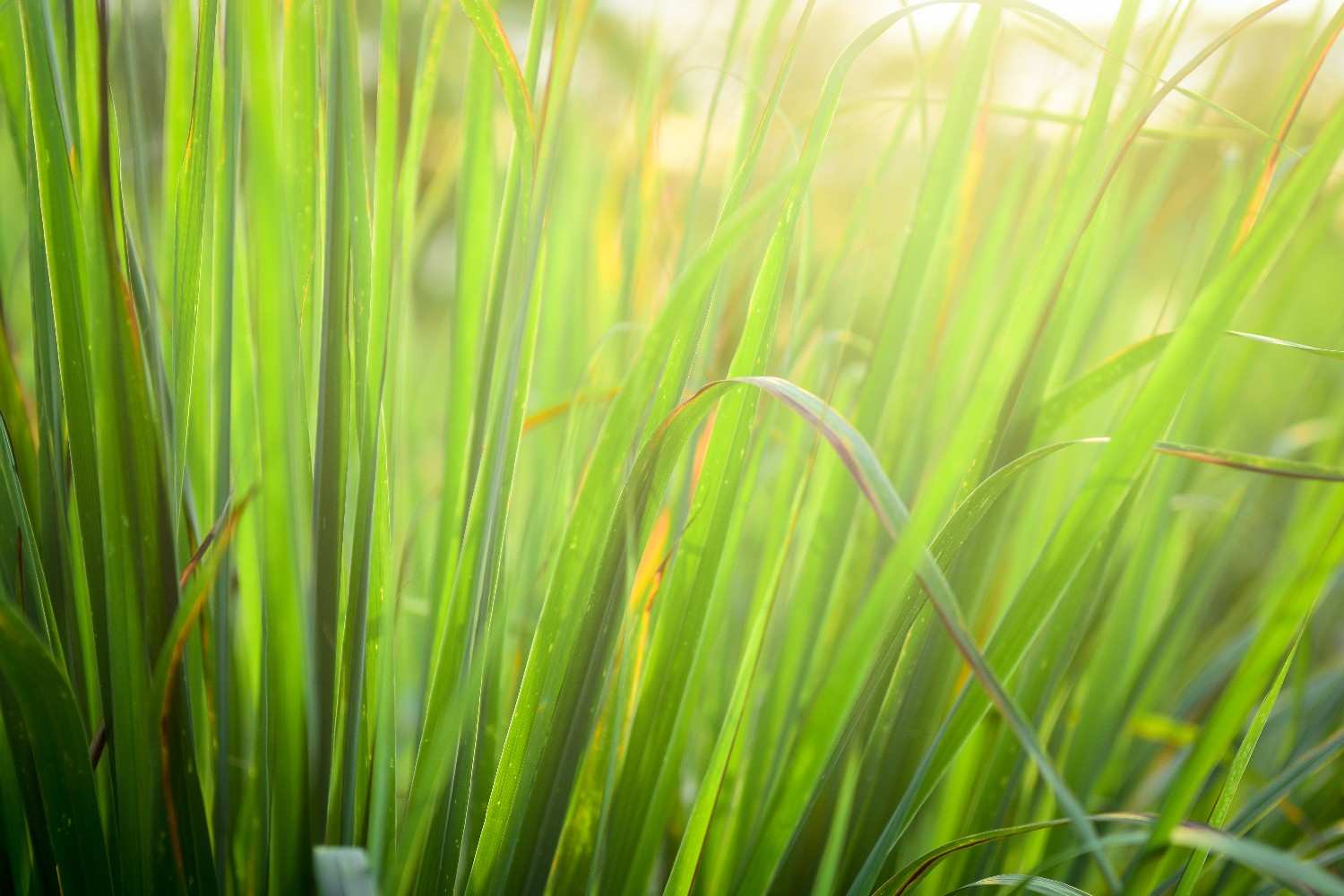 How to Grow Citronella for a Mosquito-Free Yard Naturally