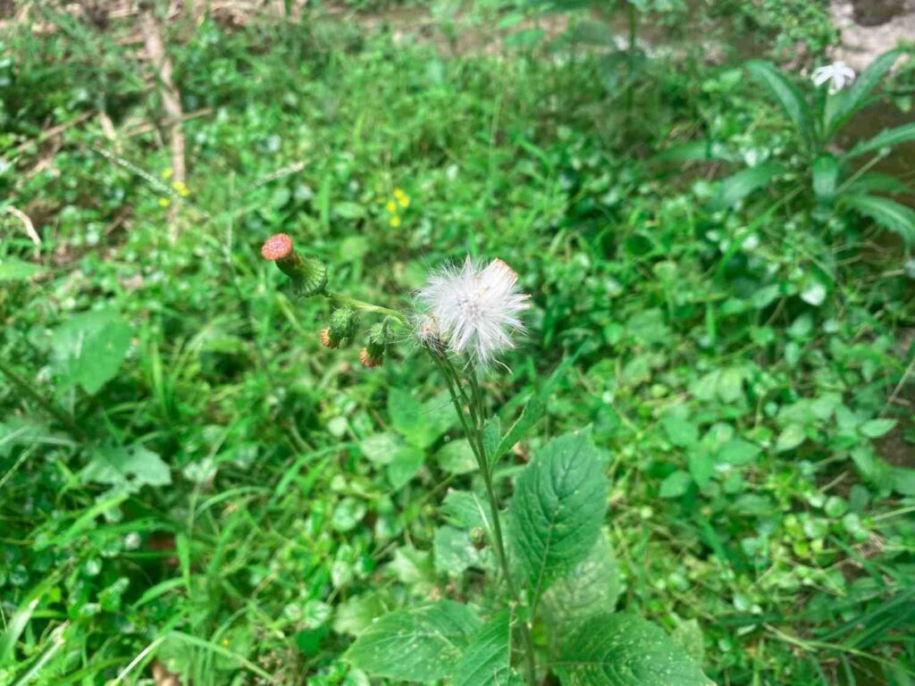 What Weeds Reveal About Soil Health: Key Insights for Gardeners