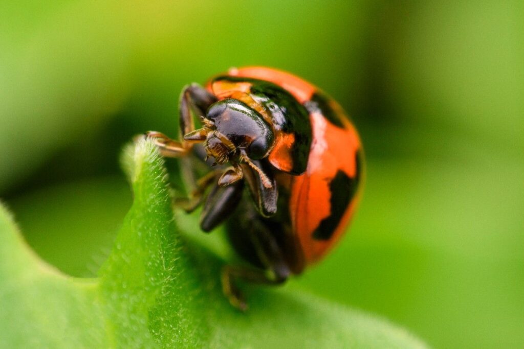 Integrated Pest Management