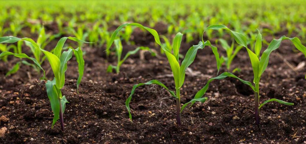 7 Climate-Resilient Crops to Grow for a Tougher Future