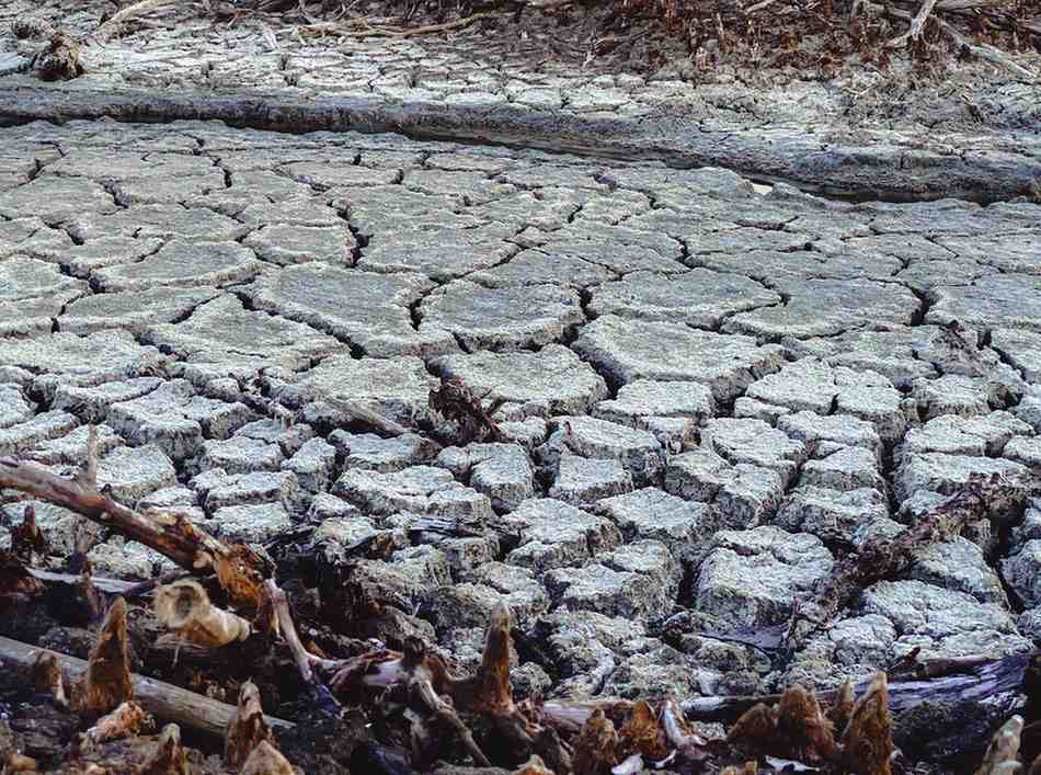 Saline Agriculture: Farming in a Salt-Laden Future