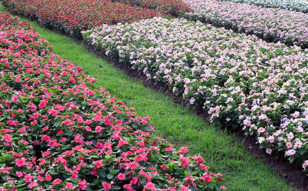 Best Manure and Fertilizers for Flowering Plants: Boost Your Blooms
