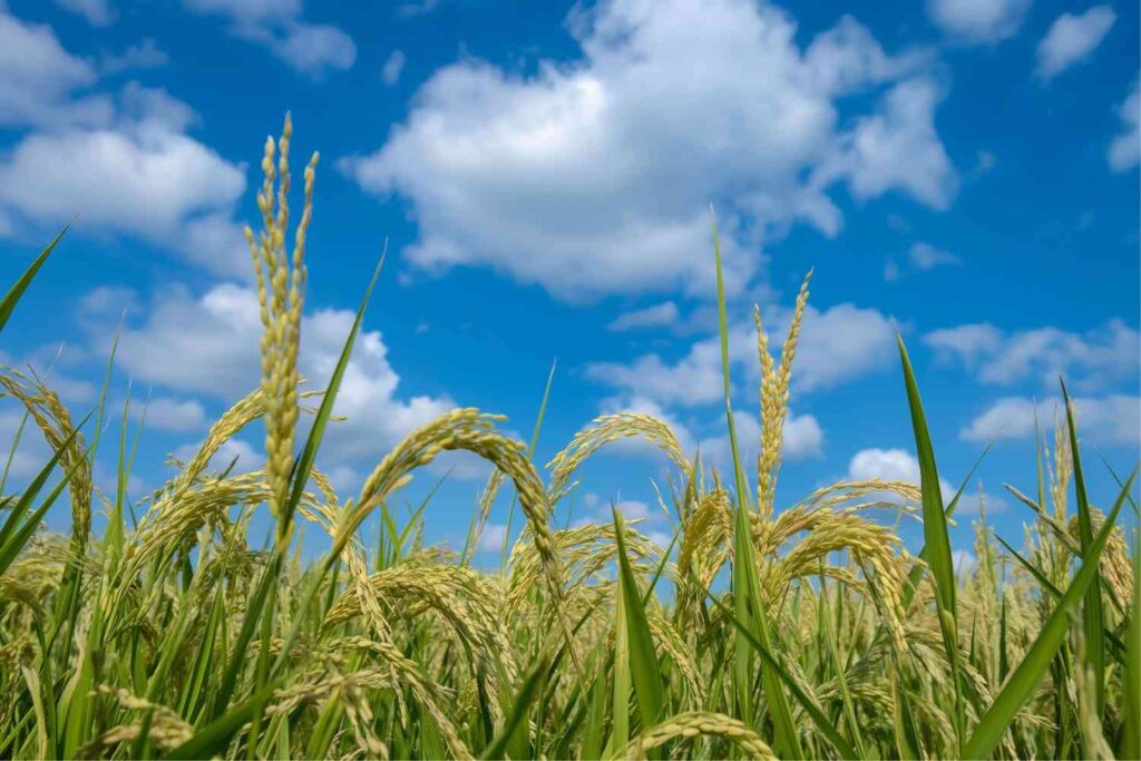 7 Climate-Resilient Crops to Grow for a Tougher Future