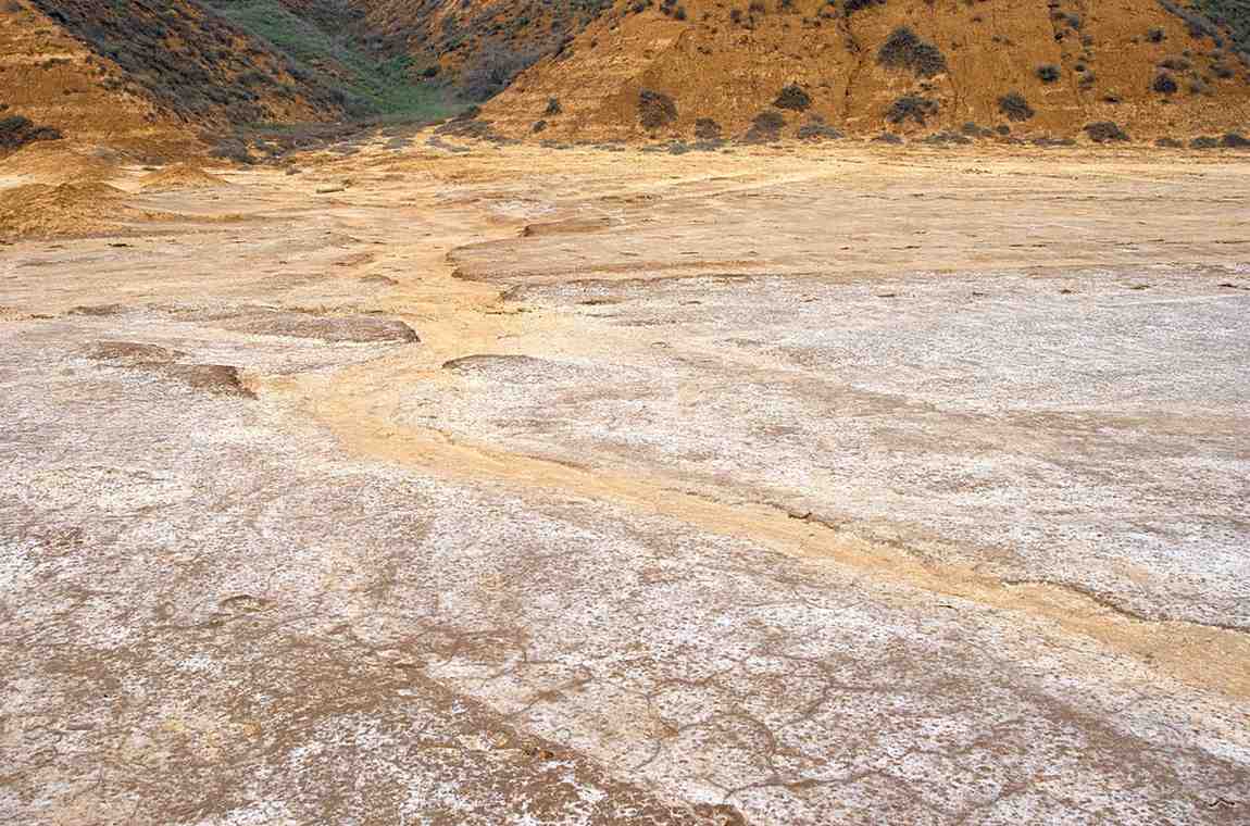 Saline Agriculture: Farming in a Salt-Laden Future