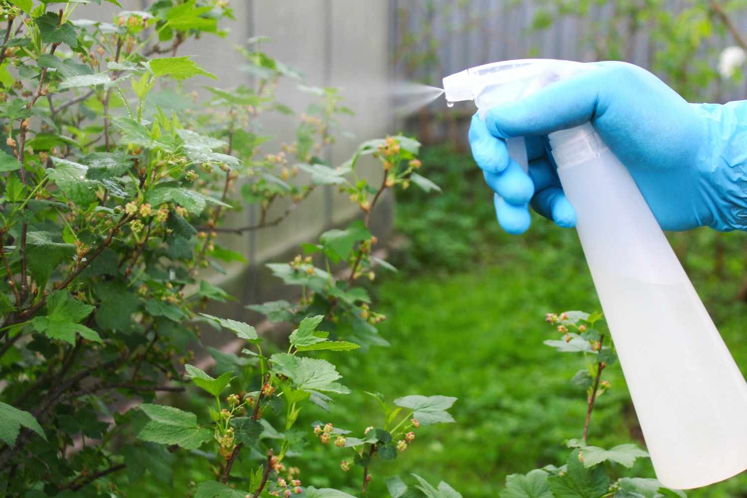 11 Natural Ways to Safely Protect Your Garden from Pests
