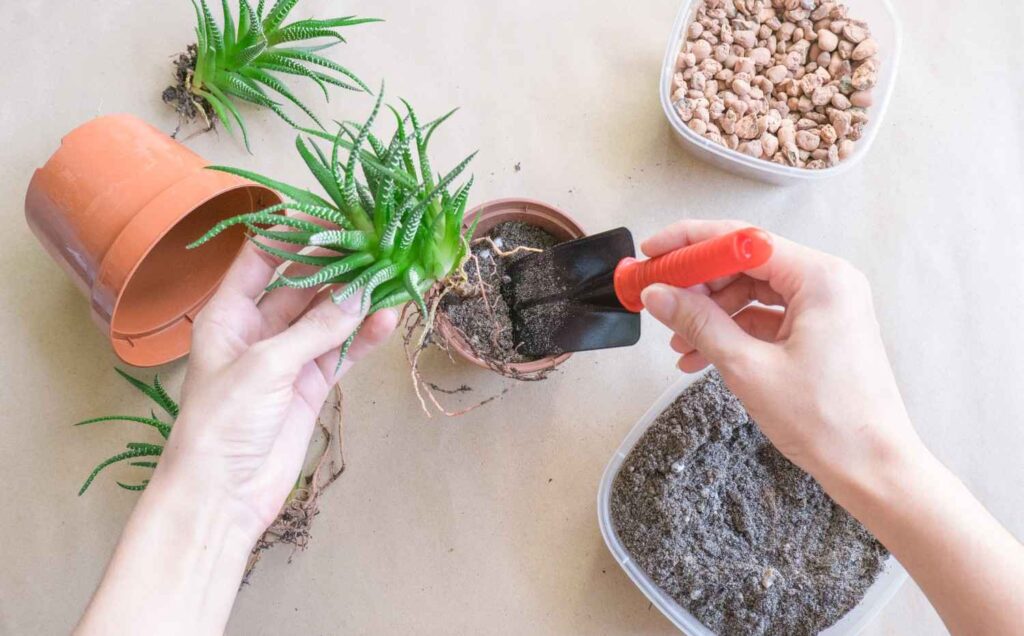 How to Get Rid of Mold on Houseplant Soil Quickly in 2025
