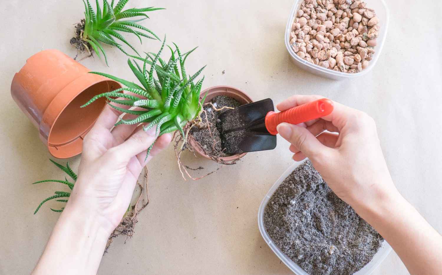 How to Get Rid of Mold on Houseplant Soil Quickly in 2025