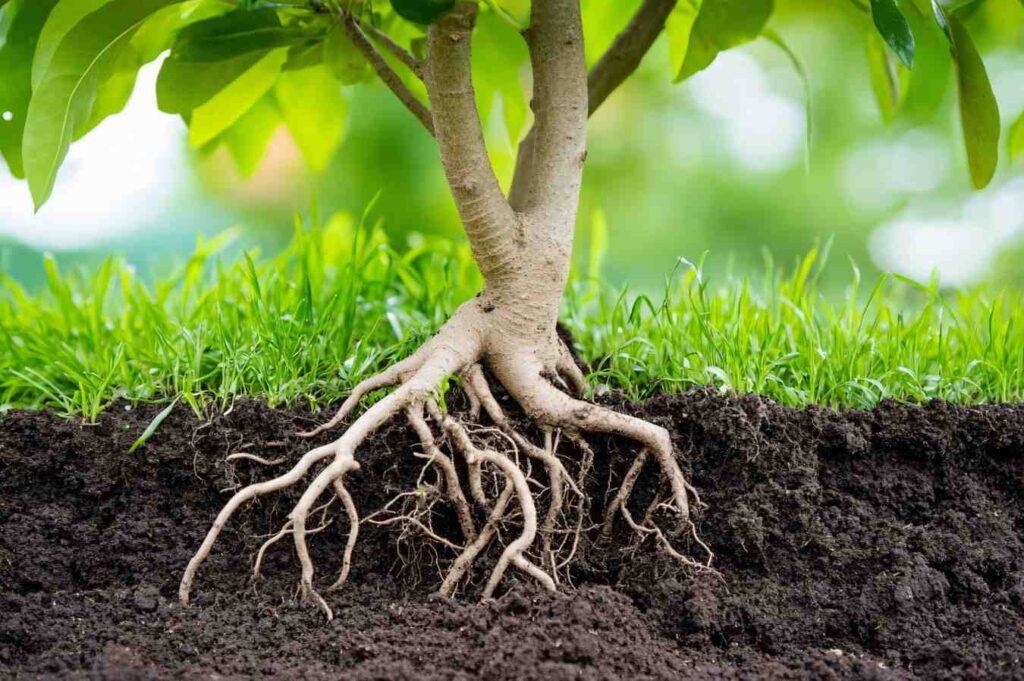 5 Pro Tips to Enhance Soil Health and Nurture the Rhizosphere
